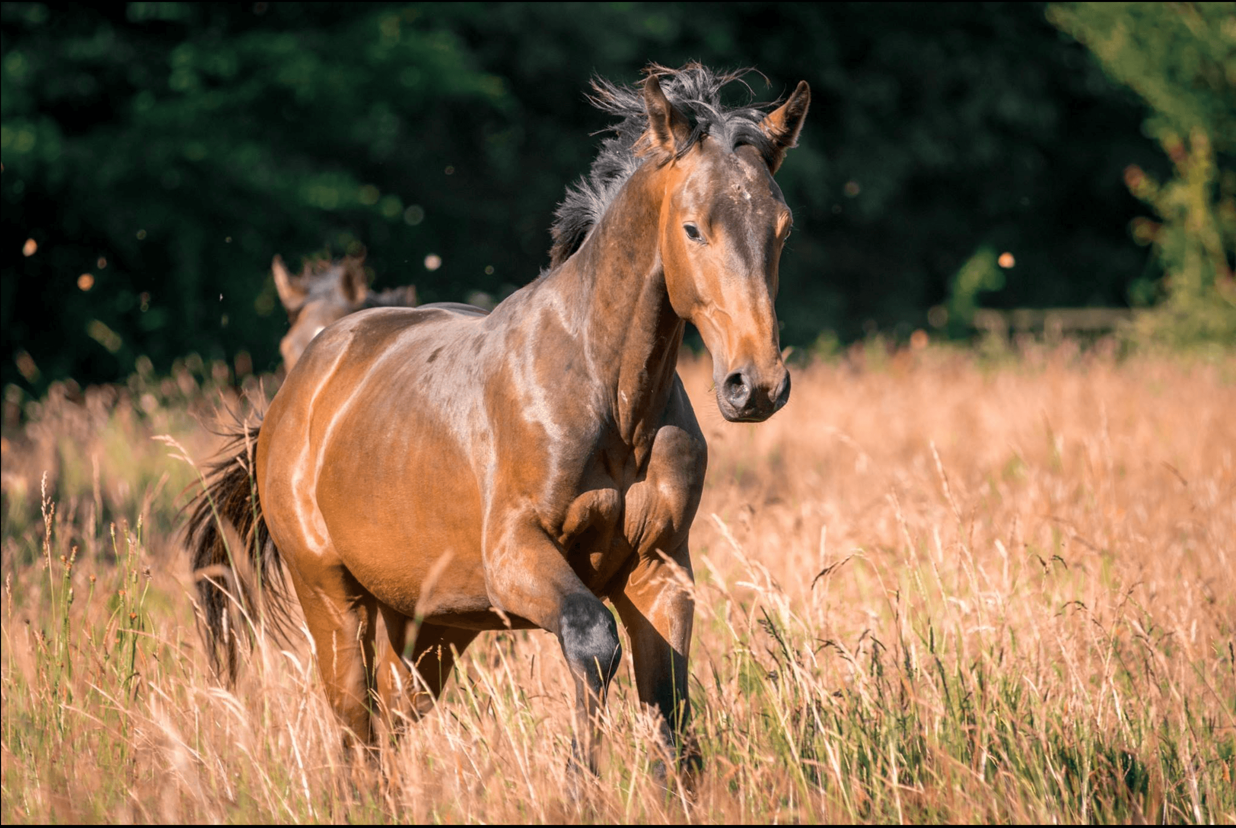 HDC – Pouliche prairie Rennes