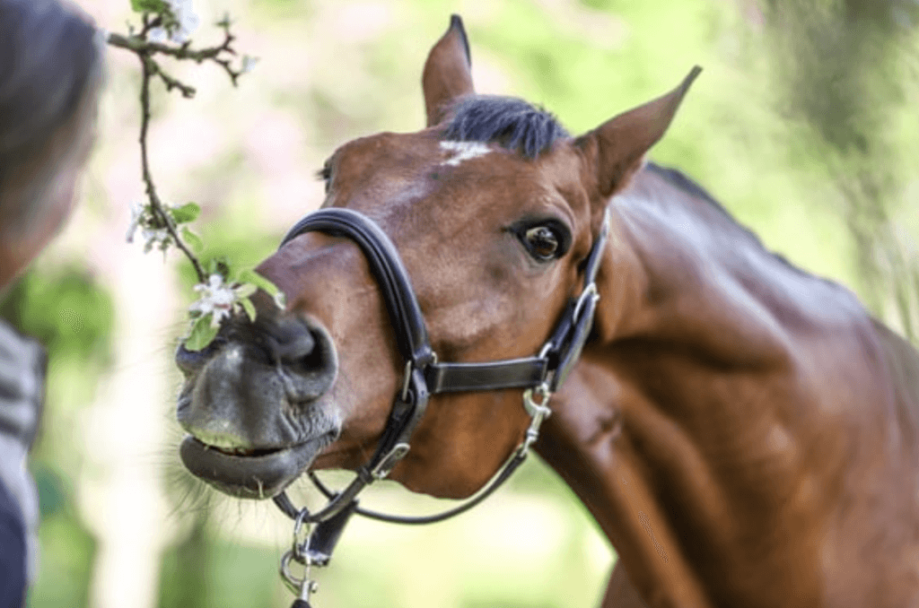 Cheval dans un cadre naturel en Ille-et-Vilaine