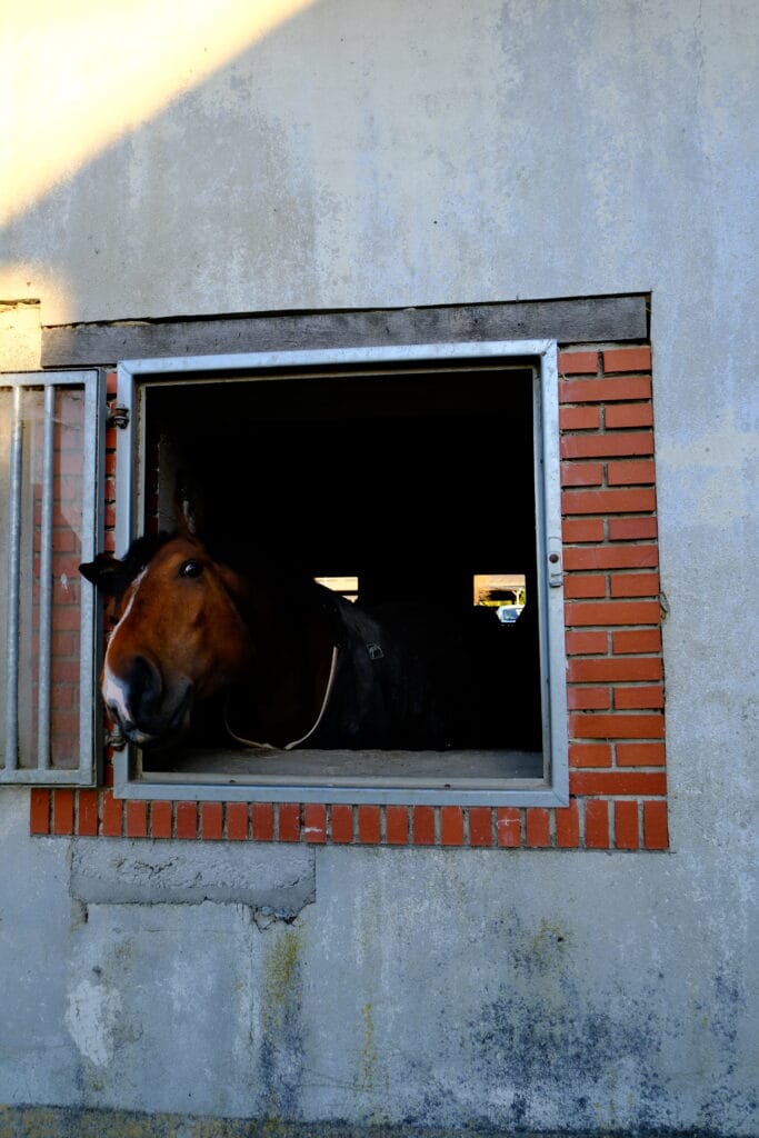 Pension chevaux à Rennes, Ille-et-vilaine