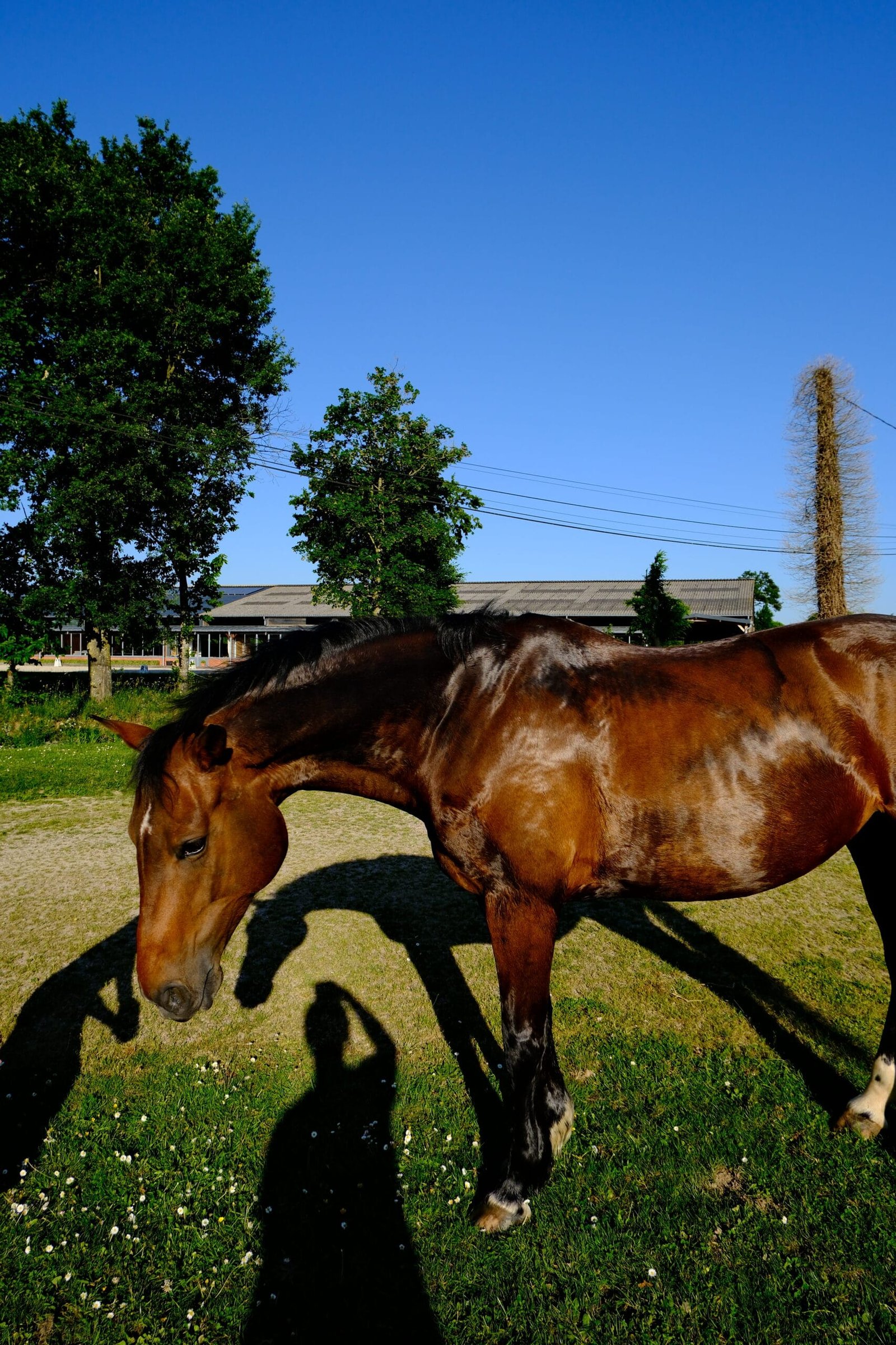 cheval-bai-trot-pre-haras-du-casse