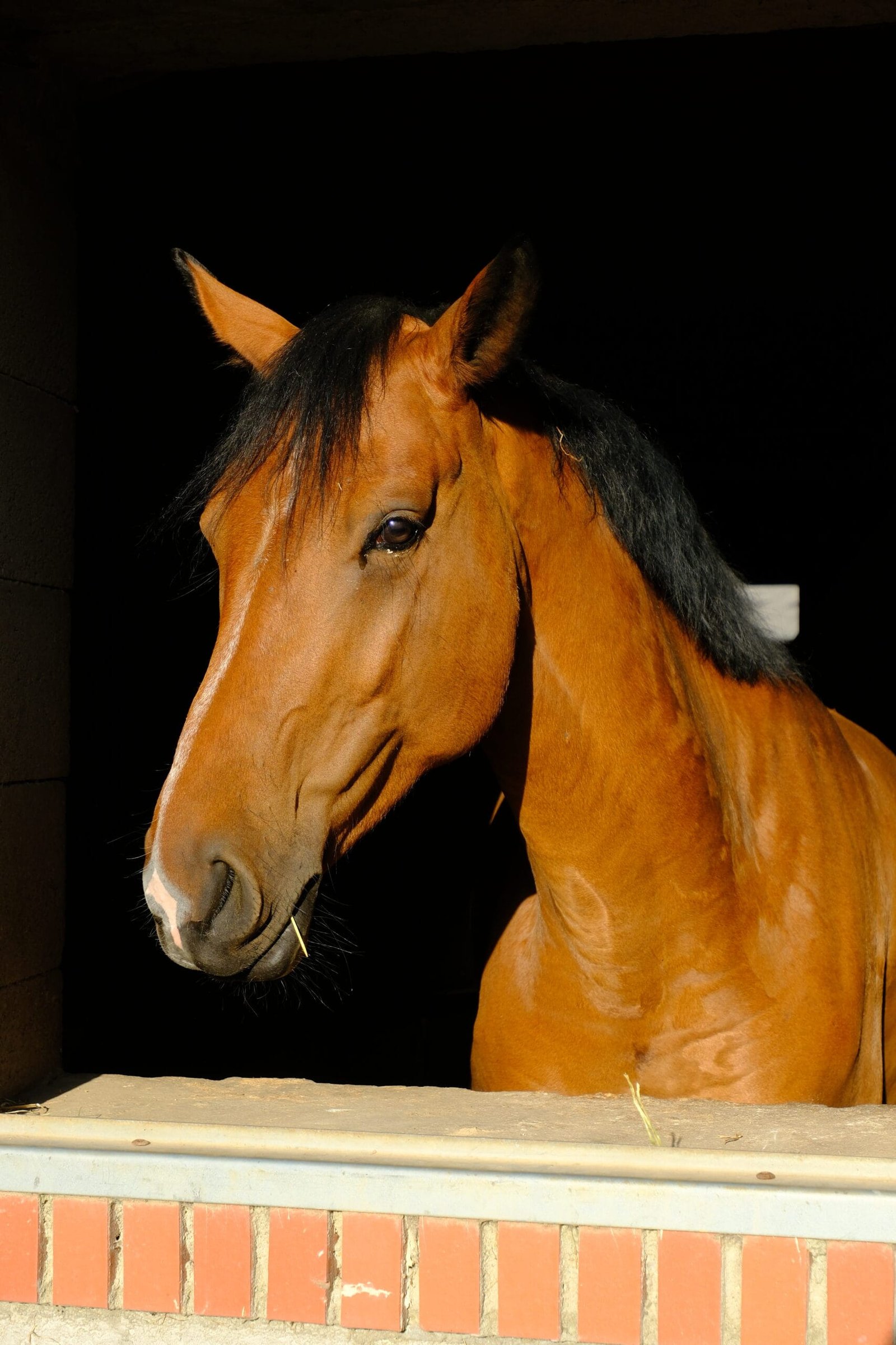 haras-du-casse-portrait-cheval-bai (Vivi le BG)
