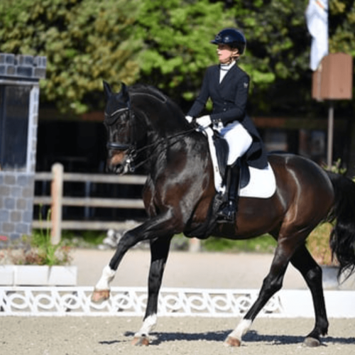 Concours équestre Rennes – Haras du Casse