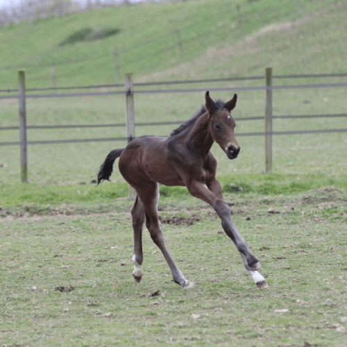 poulain dans prairie