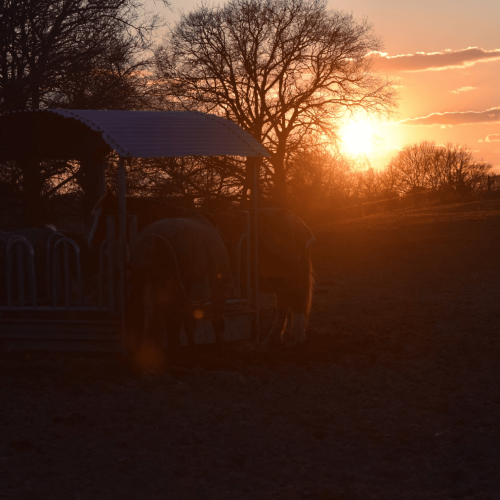 Coucher de soleil dans haras Rennes