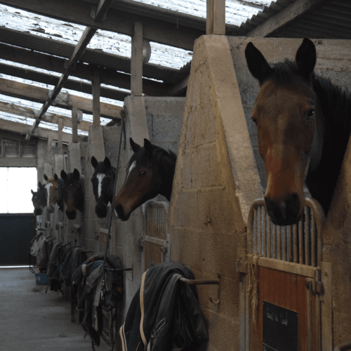Pension équestre Rennes – Haras du Casse