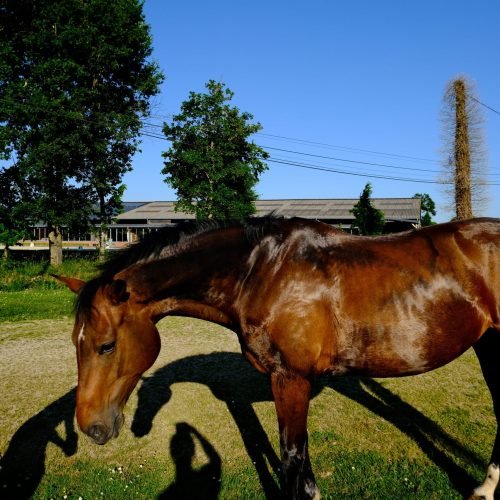 cheval-bai-trot-pre-haras-du-casse