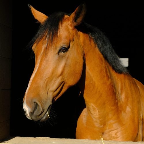 haras-du-casse-portrait-cheval-bai (Vivi le BG)