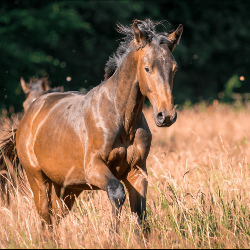 HDC – Pouliche prairie Rennes